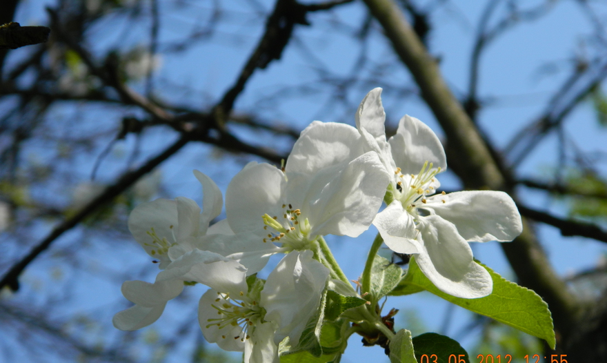 Картофельно-мясная запеканка (Hachis Parmentier)