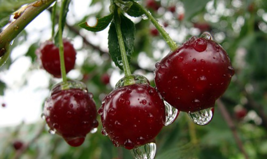 Урума-хворост