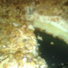 Сухой ореховый торт