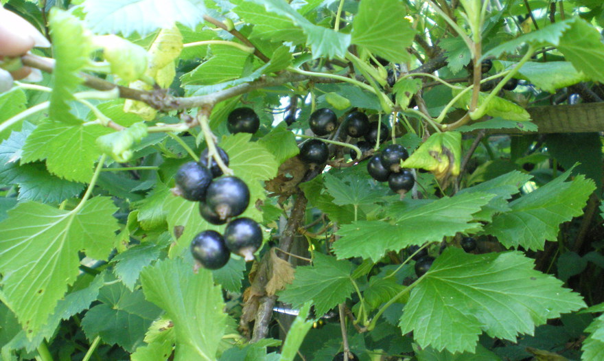 Торт "Маковей"