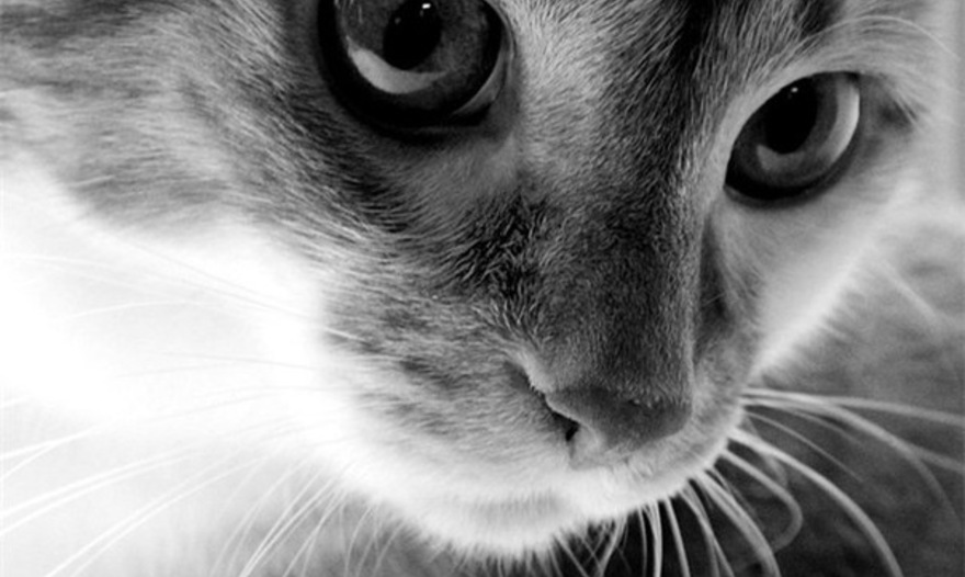 Детский десерт "Шоколадная тыква"