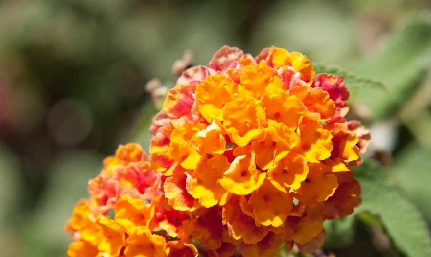 Салат из спаржи и яиц под йогуртовым соусом 