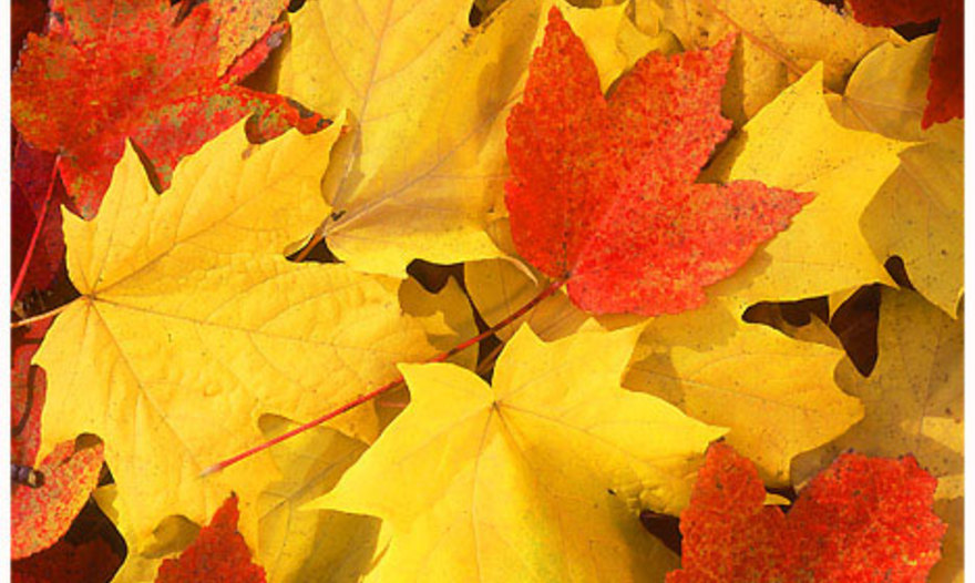 "Жаворонки"