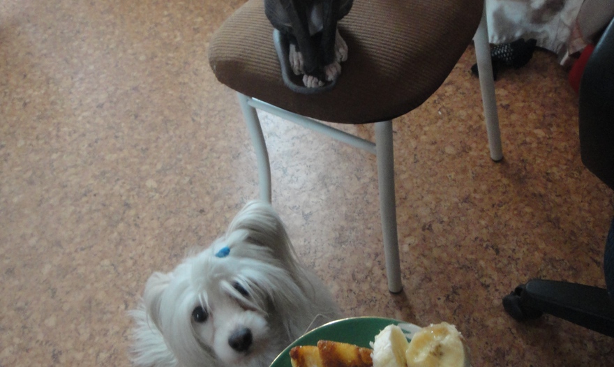 Фотография блюда пользователя