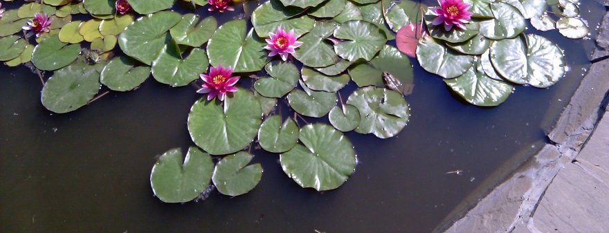 Корзиночки с семгой 