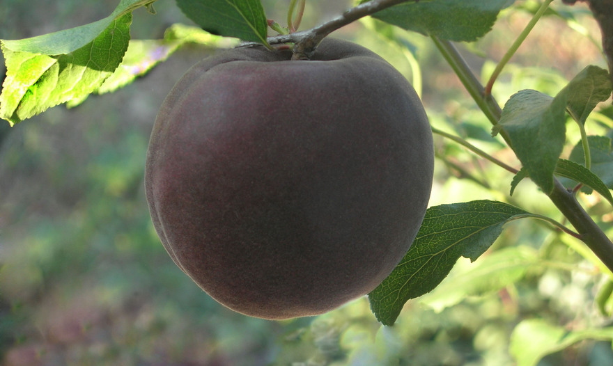 Варенье из черных абрикосов