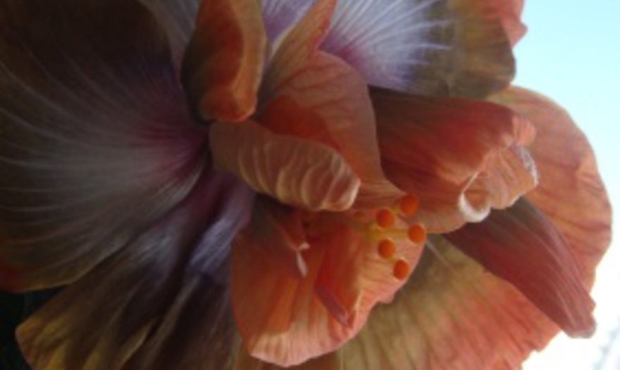 Картофельные ньокки с сыром горгонзола