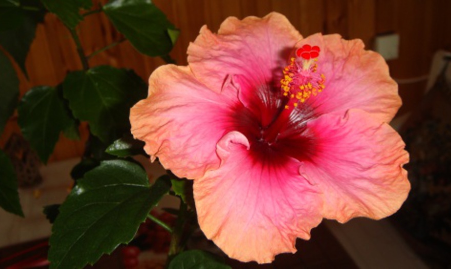 Картофельные ньокки с сыром горгонзола