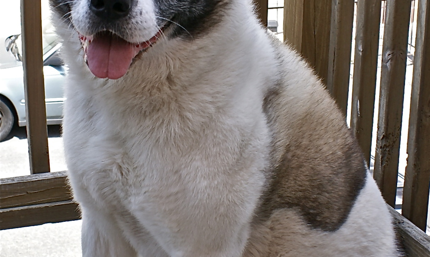 Запеканка из спаржевой фасоли