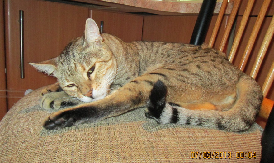 Запеканка из спаржевой фасоли