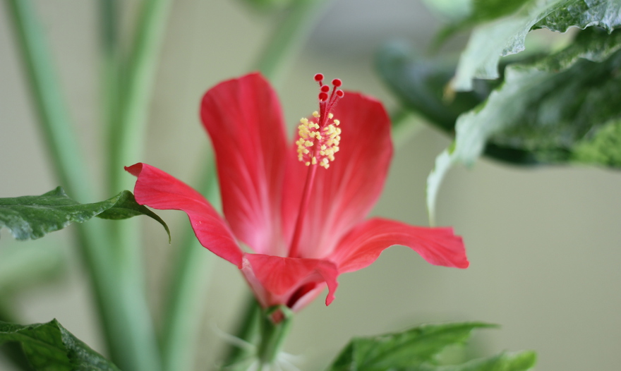 Рыбное суфле (Из двух видов рыбы)