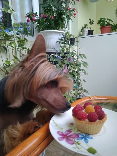 Фотография блюда пользователя