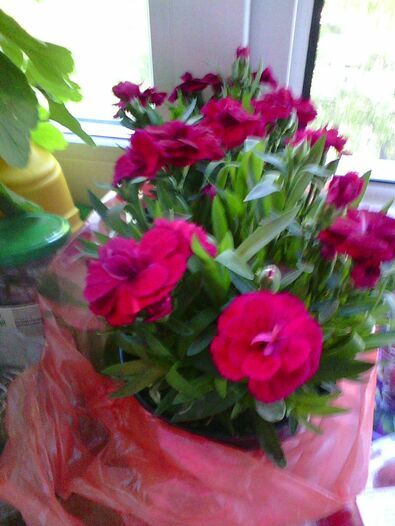 Салат с куриной грудкой и свеклой