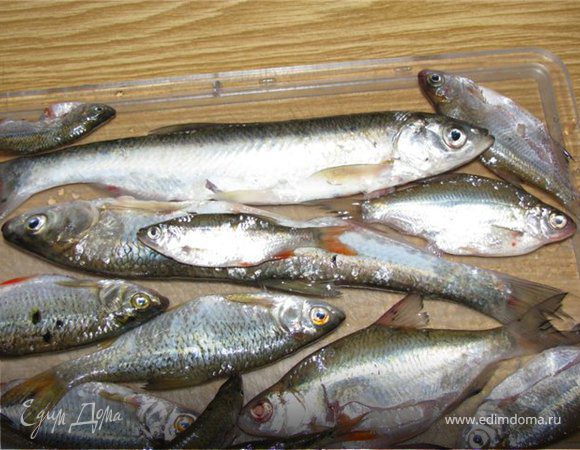 Ловись, рыбка, большая и маленькая!