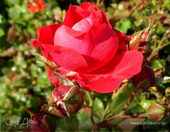 Благодарность за полученный приз в конкурсе "Рецепт месяца"