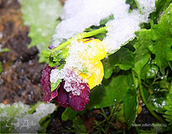 С первым снегом!!!