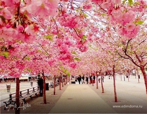 День Святой Троицы