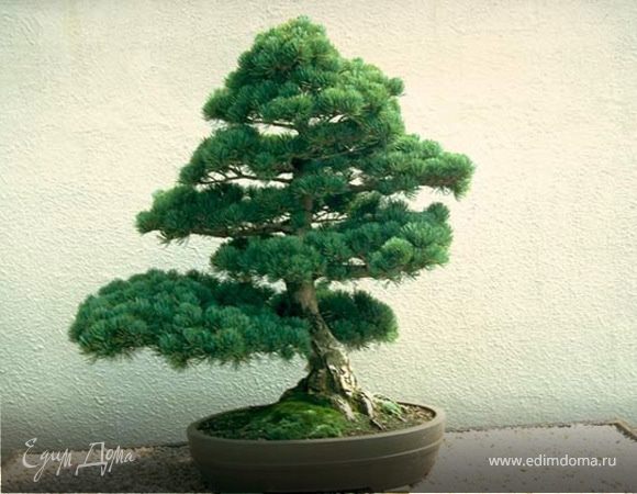 Обустраиваем дом, нужен совет!