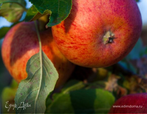 Яблочный урожай!