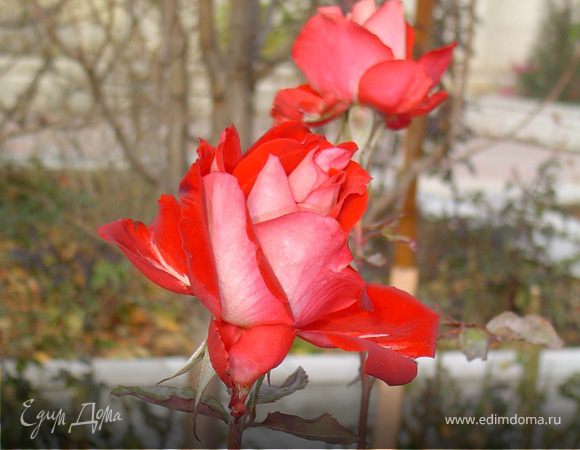 Скоро зима, а у меня во дворе цветут ромашки и розы