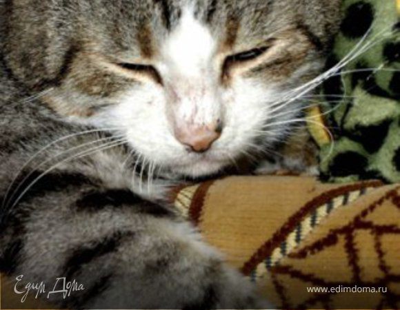 Святая к музыке любовь! Страсть кота Ди-Джея!