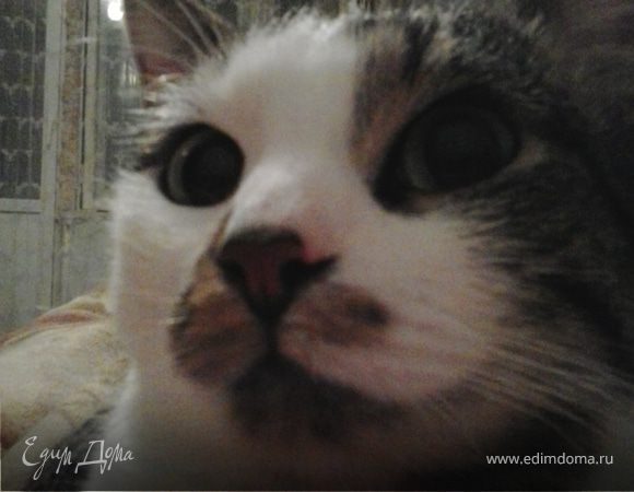 Наш любимый полосатик!!!!