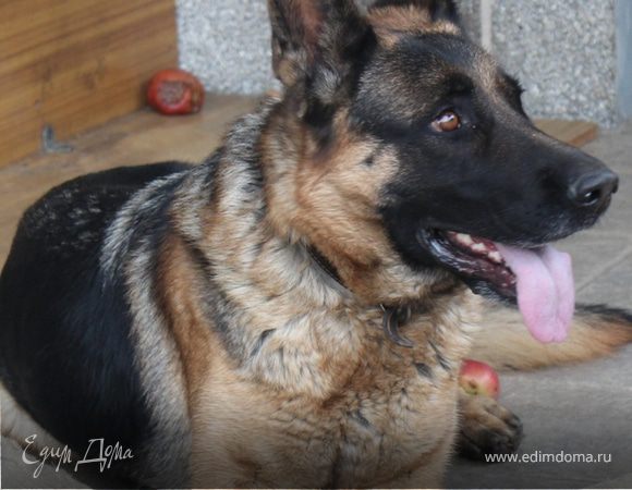 Любимая подружка Никанора:)