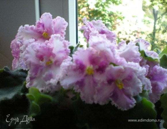 Вечная весна на подоконнике, или любителям фиалок посвящается :-)