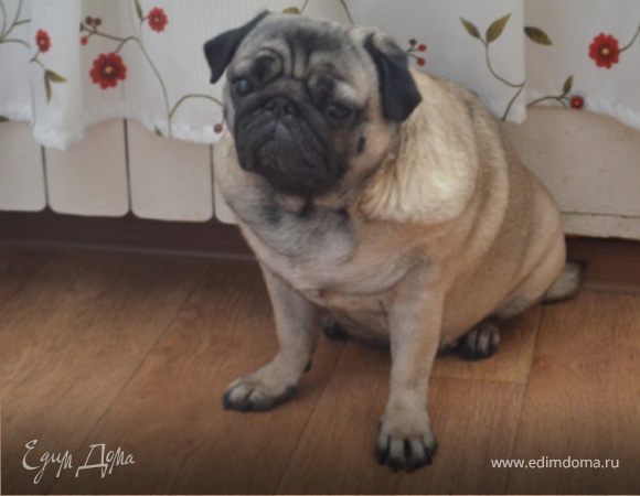 Мой кабинет !!! (или кабинет мопса)