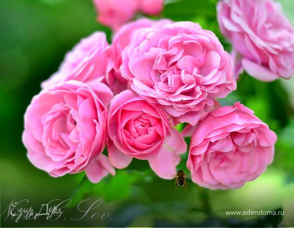 Мои летние каникулы,и что я готовила этим летом!