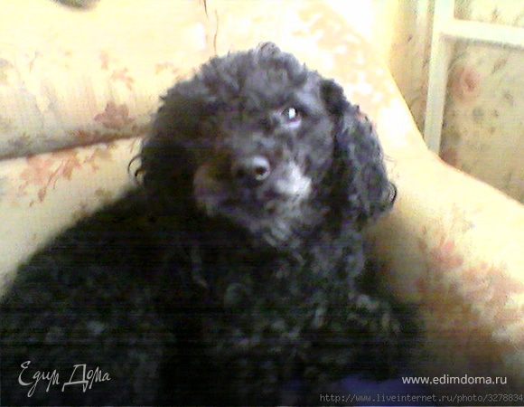 Мои домашние любимцы (Джесси)