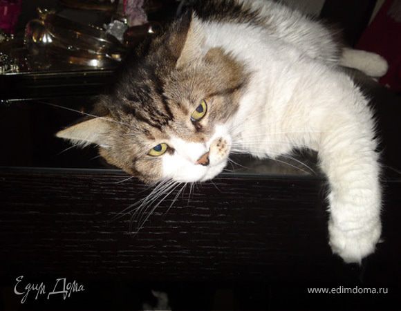 Наша домашняя животина