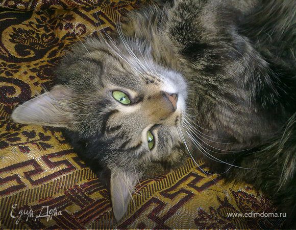 Мои домашние любимцы (Арни). Продолжение