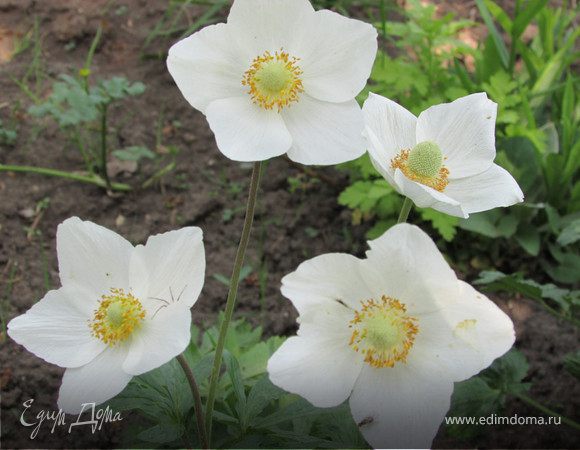 Благодарственная ода сайту "Едим Дома" и её обитателям