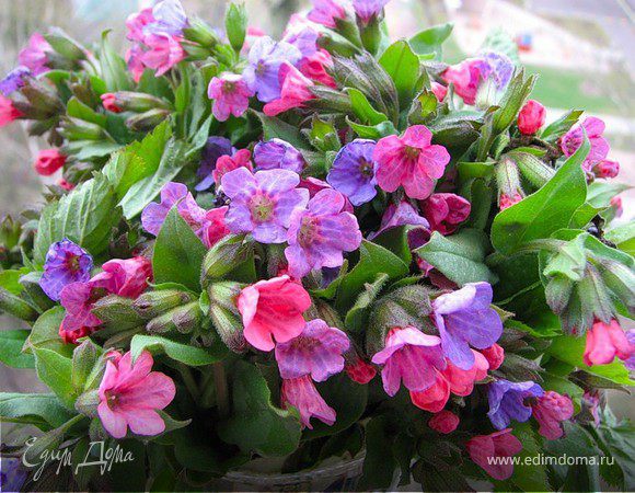 Мариночка (М.Е.), С Днем Рождения!