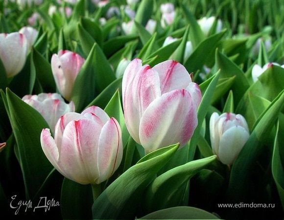 Наташенька (МарциПанка), с днем рождения!!!