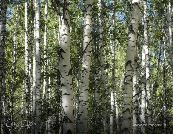 Четыре времени года леса