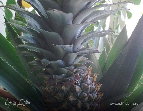 Мои плодоносящие растения на подоконнике