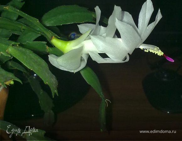 Мои кактусы