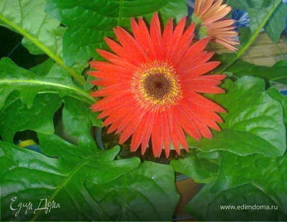 Декоративно цветущие растения