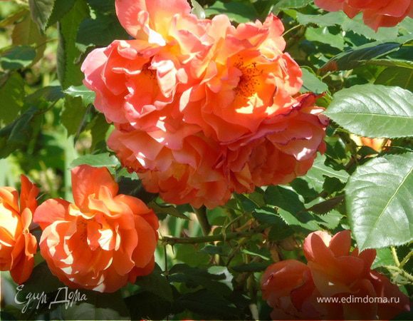 О хорошем, приятном и вкусном (Часть 2)