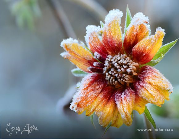 Анжелочка (Angy), поздравляем с Днем рождения! Анжелочка (Angy), поздравляем с Днем рождения!