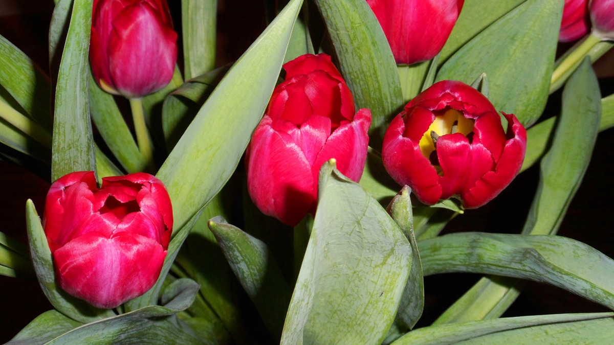 Моей любви букет примите! Моей любви букет примите!