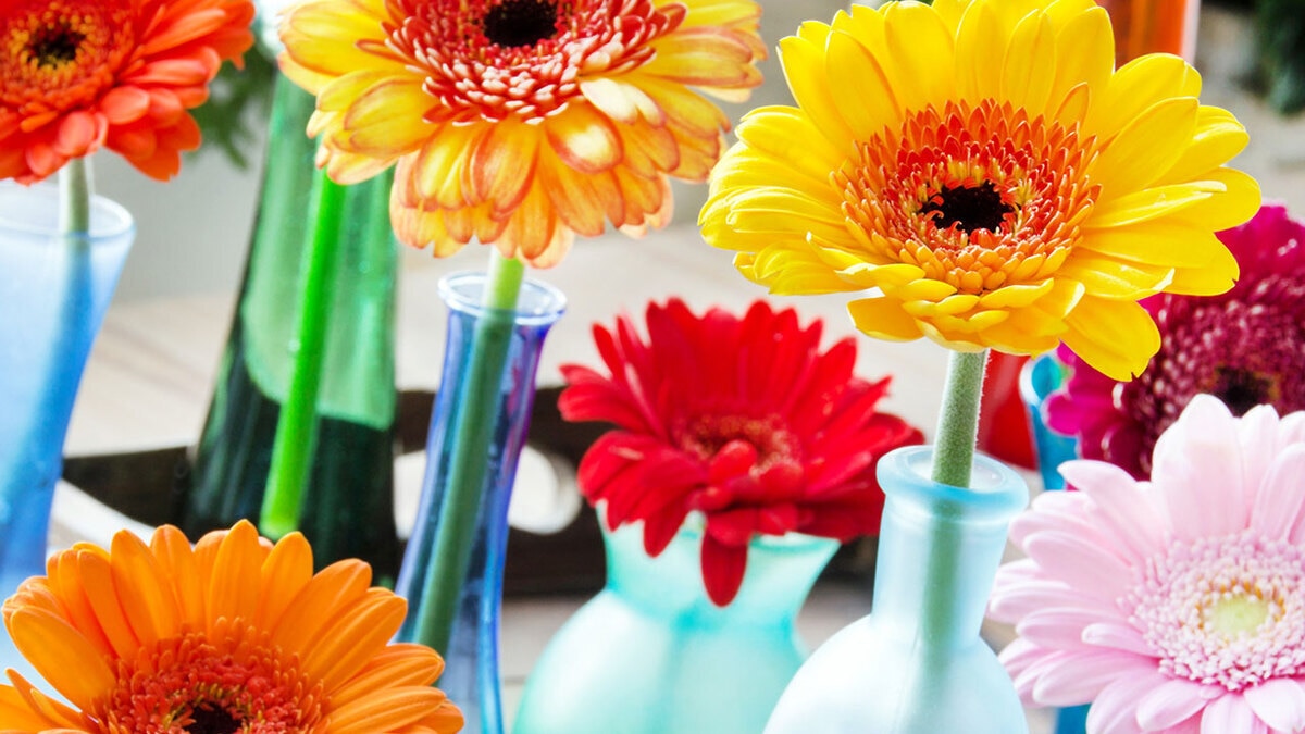 Июнь 2017: автор и рецепты месяца