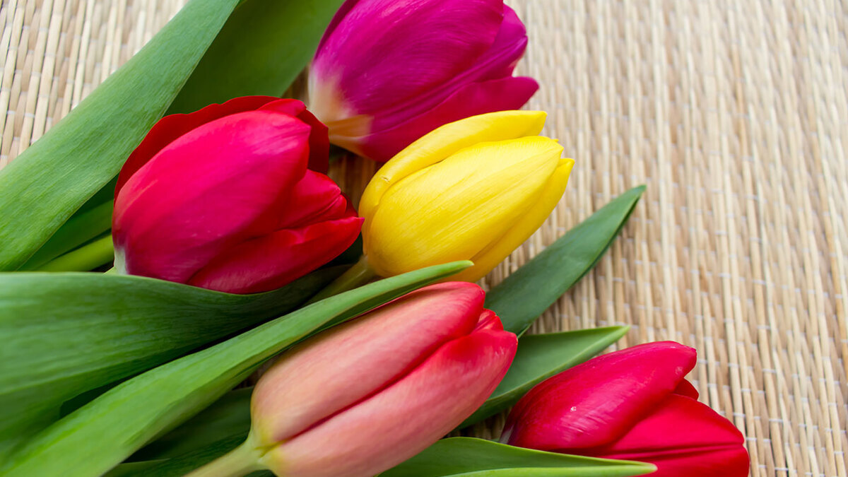 С днем рождения, Елена (Елена Ковач)!