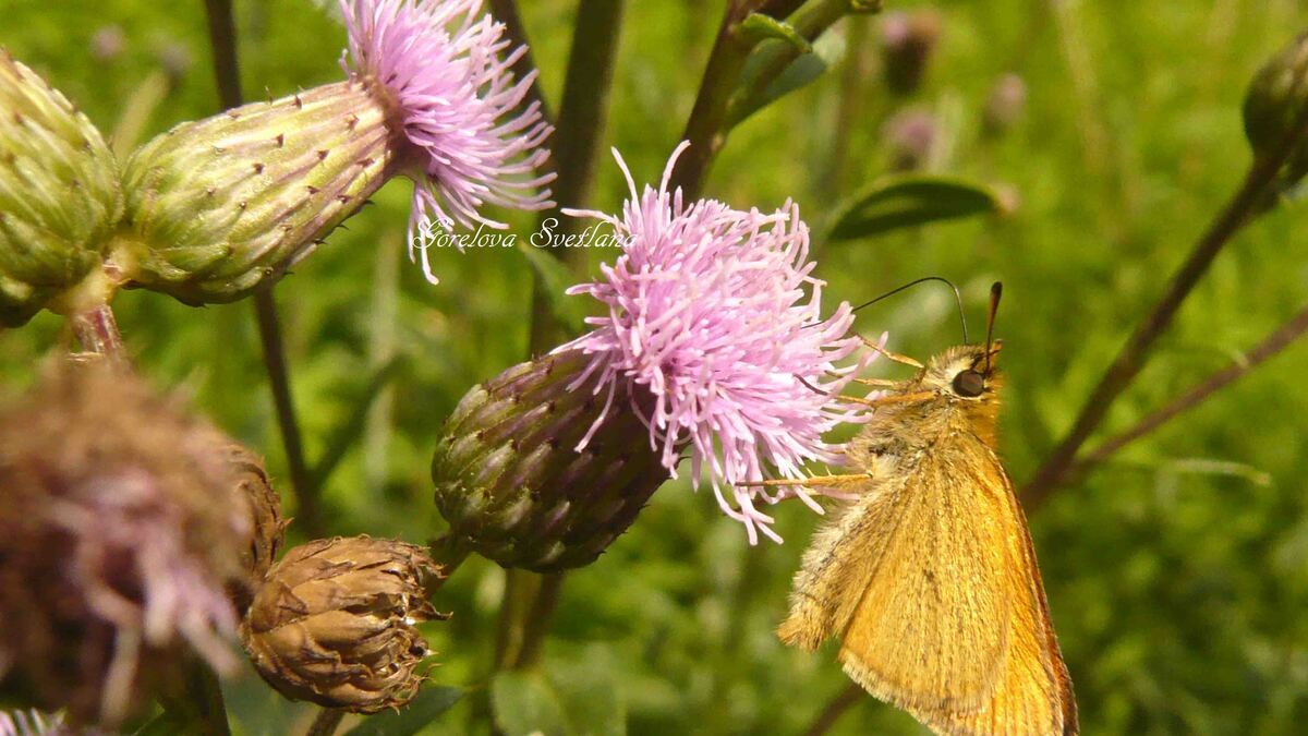 С благодарностью сайту «Едим Дома», спонсорам конкурсов и хорошему человеку!