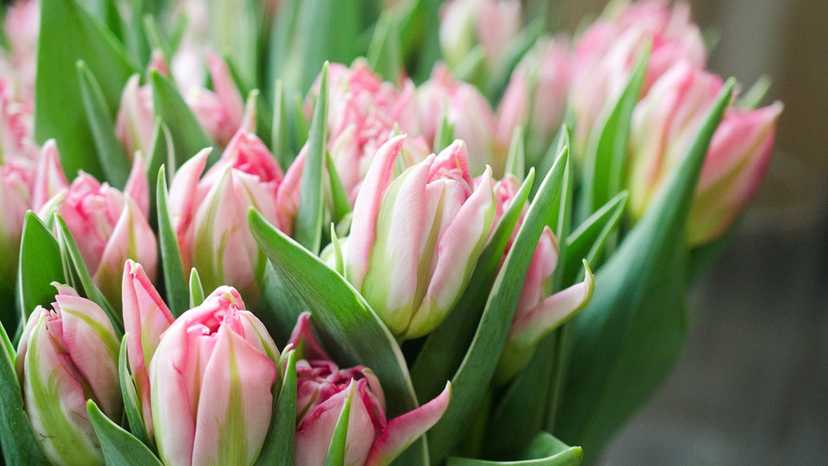 Февраль — 2020: автор и рецепты месяца