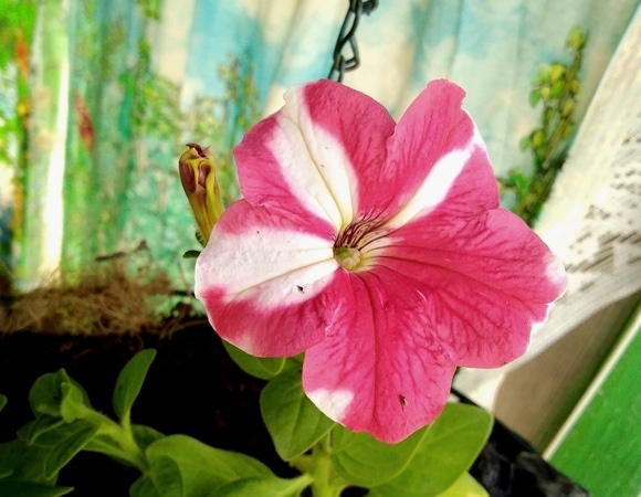 Благодарю за подарки! Благодарю за подарки!