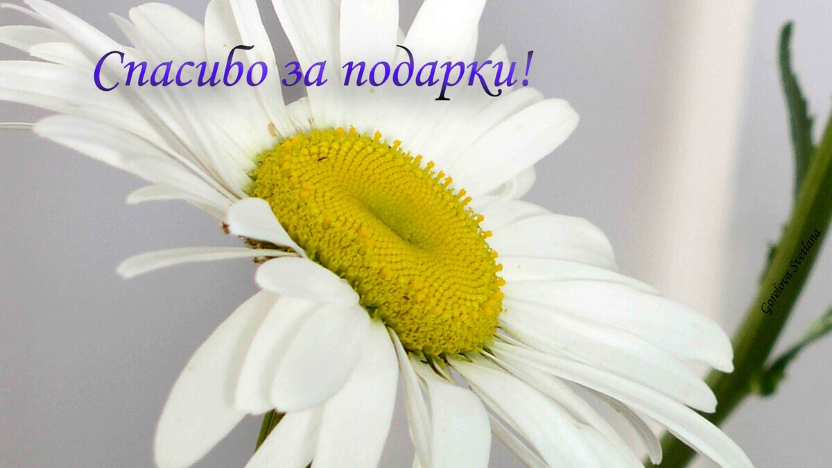 Cпасибо за подарки!