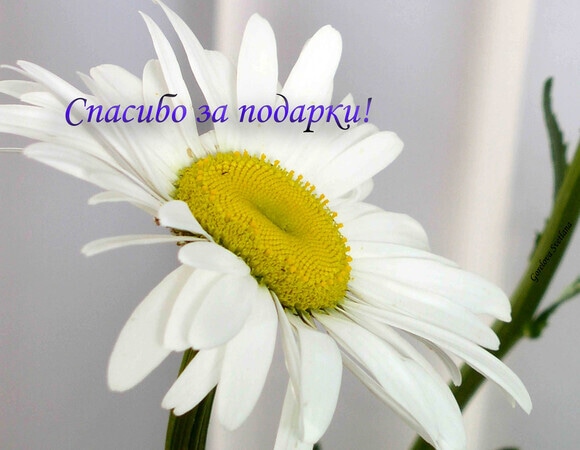 Cпасибо за подарки! Cпасибо за подарки!